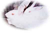 Production cunicole